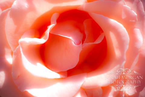 photographing flowers - San Juan Capistrano Mission