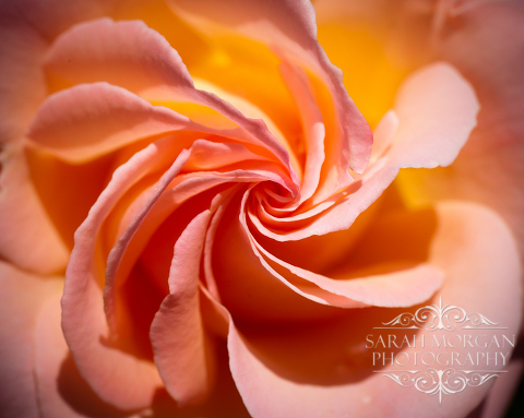 photographing flowers - San Juan Capistrano Mission