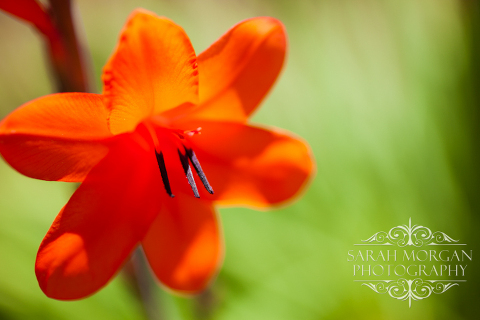 photographing flowers - San Juan Capistrano Mission