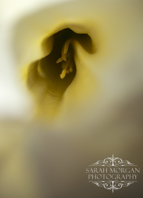 photographing flowers - San Juan Capistrano Mission