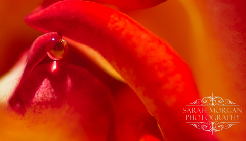photographing flowers - San Juan Capistrano Mission