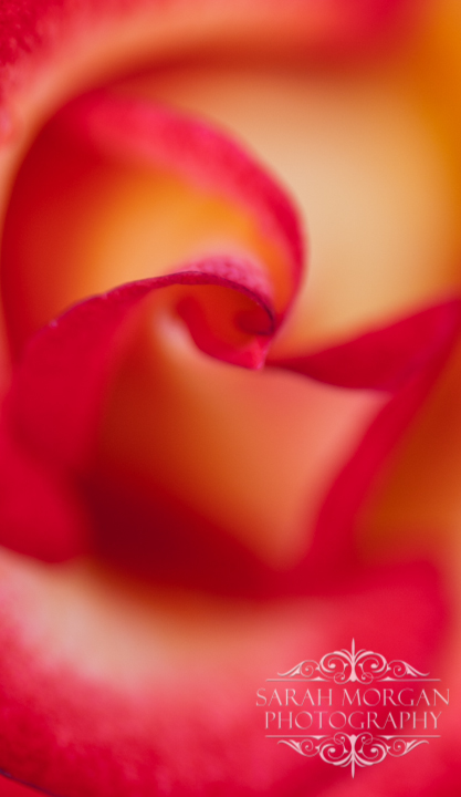 photographing flowers - San Juan Capistrano Mission