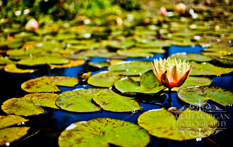 photographing flowers - San Juan Capistrano Mission