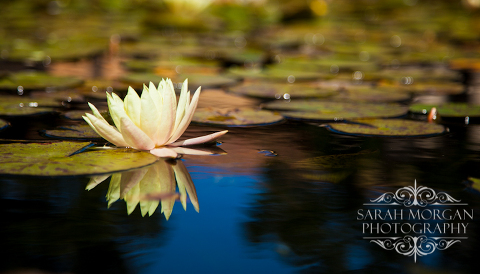 photographing flowers - San Juan Capistrano Mission