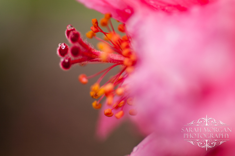 Macro photograph of dew on Hibiscus flowers stamine