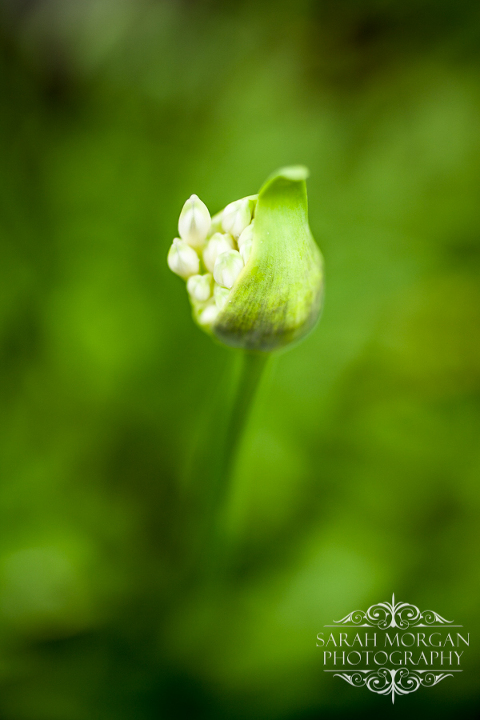 Macro photograph of Agapanthus bud