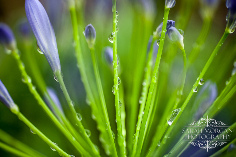 Macro of blossom of Agapanthus plant