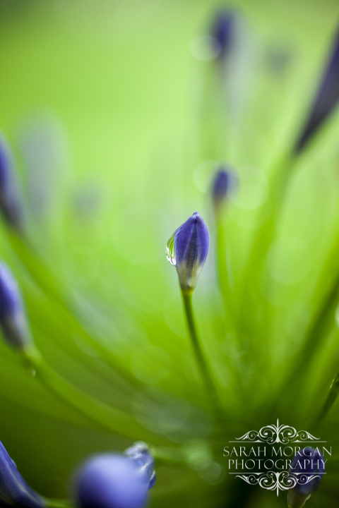 Macro photograph of Agapanthus Flower