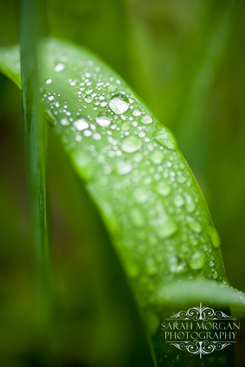 Macro photograph of dew drops on leaves of Agapanthus plant.