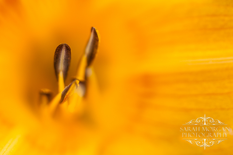 The Stamine of a Day Lilly flower
