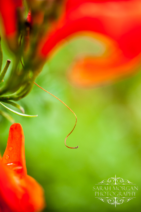While photographing the blooms of this Hawthorne, I noticed this adorable little curly cue. 