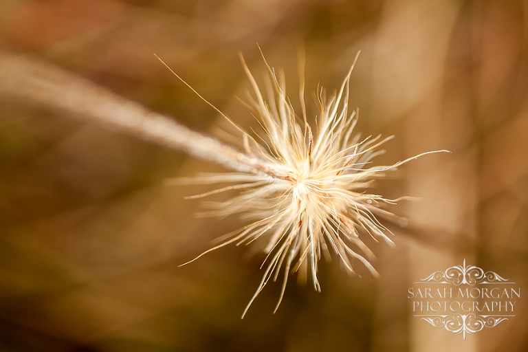 Macro of ornamental grass stalk
