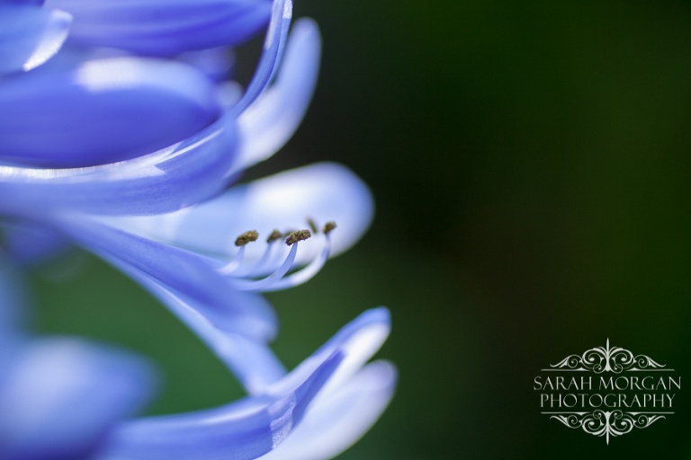 Macro photograph of Agapanthus flowers stamine